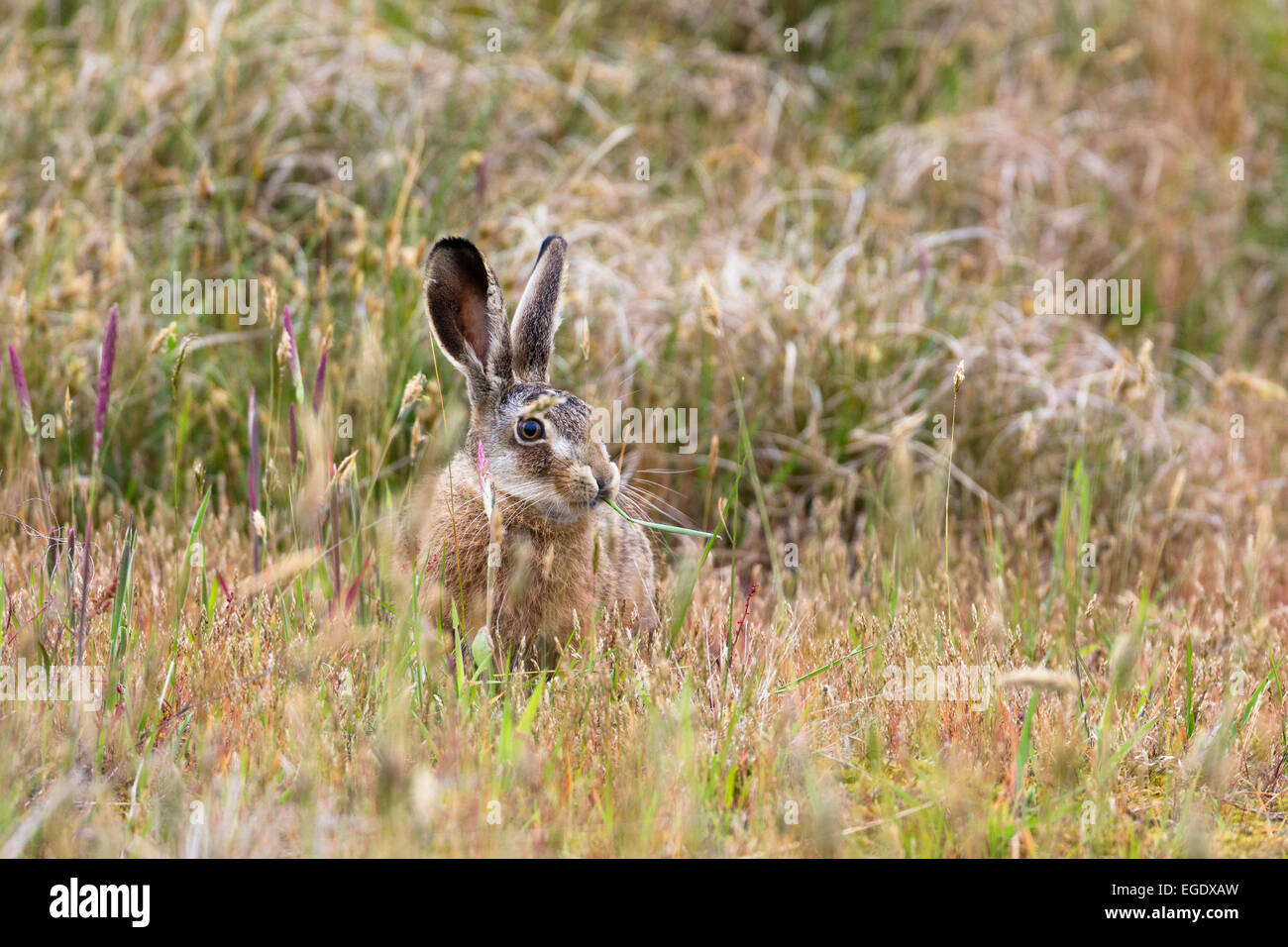 Brown Hare, Lepus capensis, Spiekeroog Island, Nationalpark, North Sea, East Frisian Islands, East Frisia, Lower Saxony, Germany, Europe Stock Photo