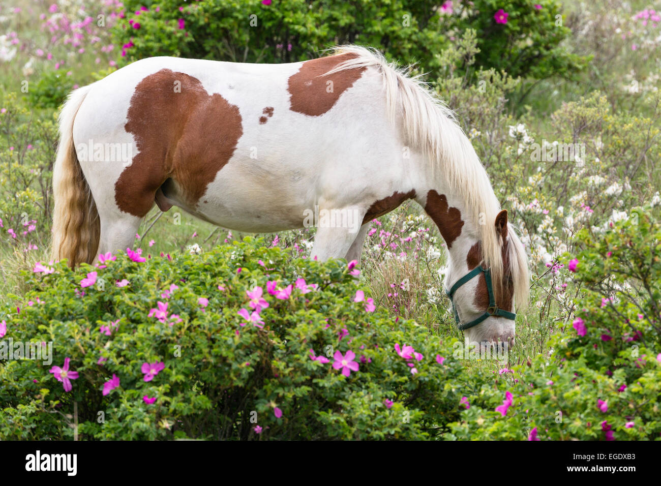 Horse grazing between roses, Rosa rugosa, Spiekeroog Island, Nationalpark, North Sea, East Frisian Islands, East Frisia, Lower Saxony, Germany, Europe Stock Photo