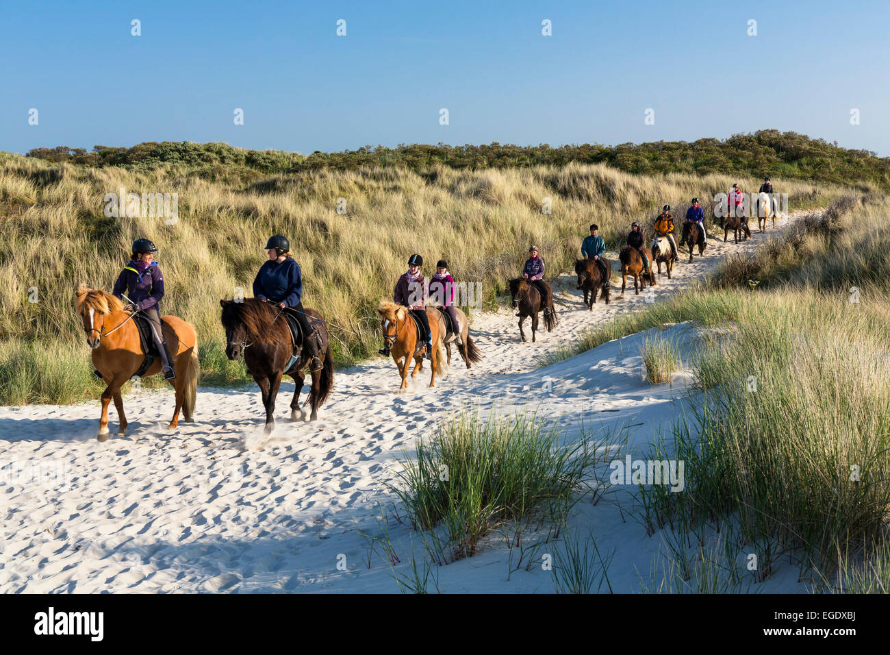 Horse riding in the dunes of Spiekeroog Island, Nationalpark, North Sea, East Frisian Islands, East Frisia, Lower Saxony, Germany, Europe Stock Photo