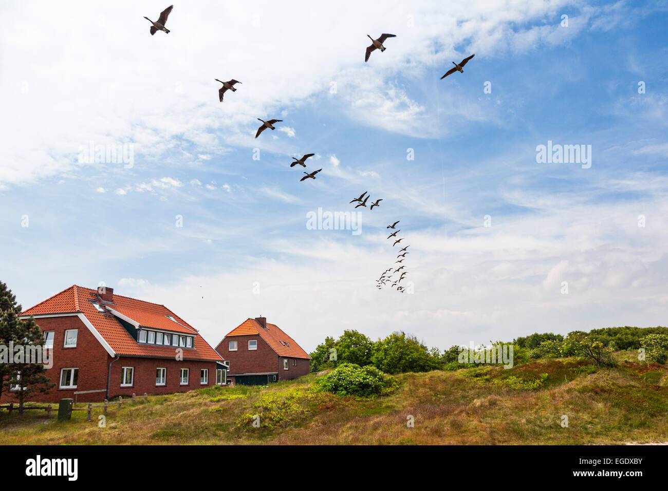 Houses in the dunes with wild geese flying overhead, Branta canadensis, Spiekeroog Island, Nationalpark, North Sea, East Frisian Islands, East Frisia, Lower Saxony, Germany, Europe Stock Photo