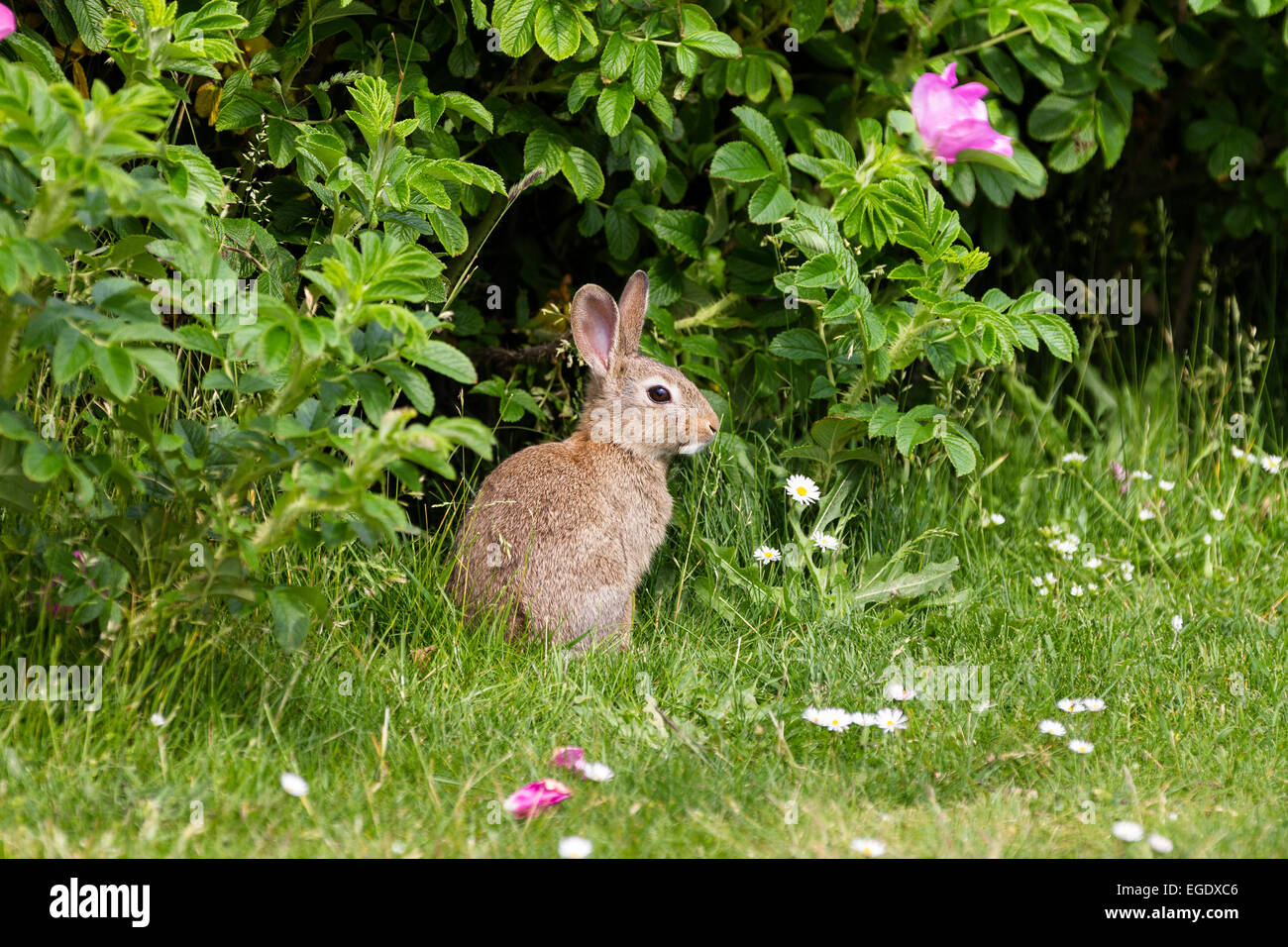 Rabbit in front of a ramanas rose, Oryctolagus cuniculus, Norderney Island, Lower Saxony, Germany Stock Photo