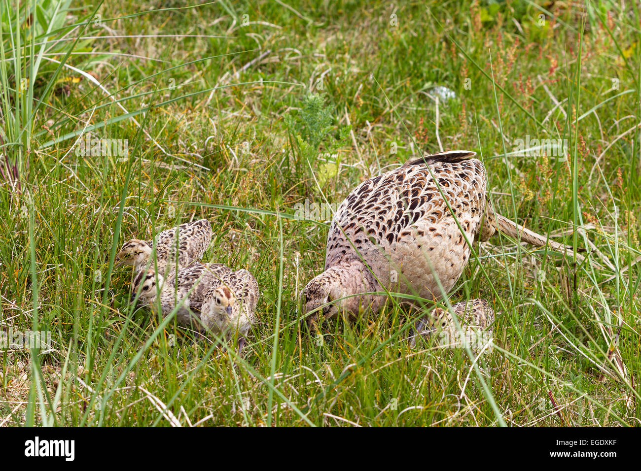 Pheasant female with chicks, Phasianus colchicus, East Friesian Islands, Germany, Europe Stock Photo