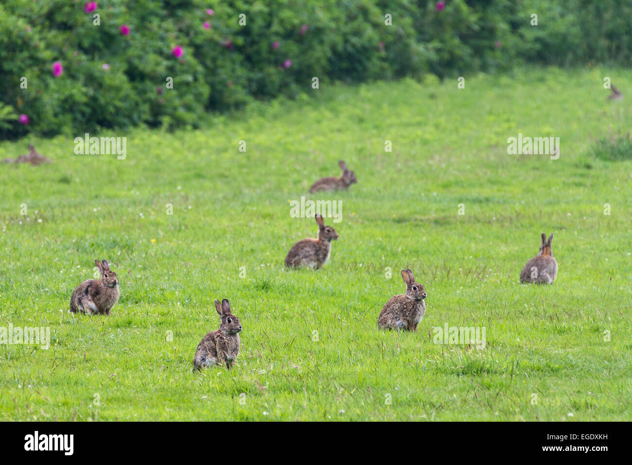 Rabbits on a meadow, Oryctolagus cuniculus, Norderney Island, Lower Saxony, Germany Stock Photo