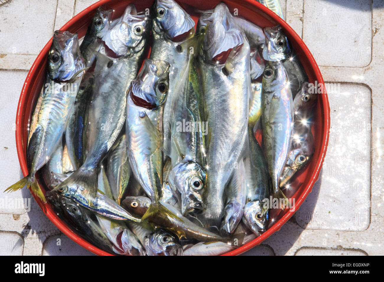 Herrings used as bait Stock Photo