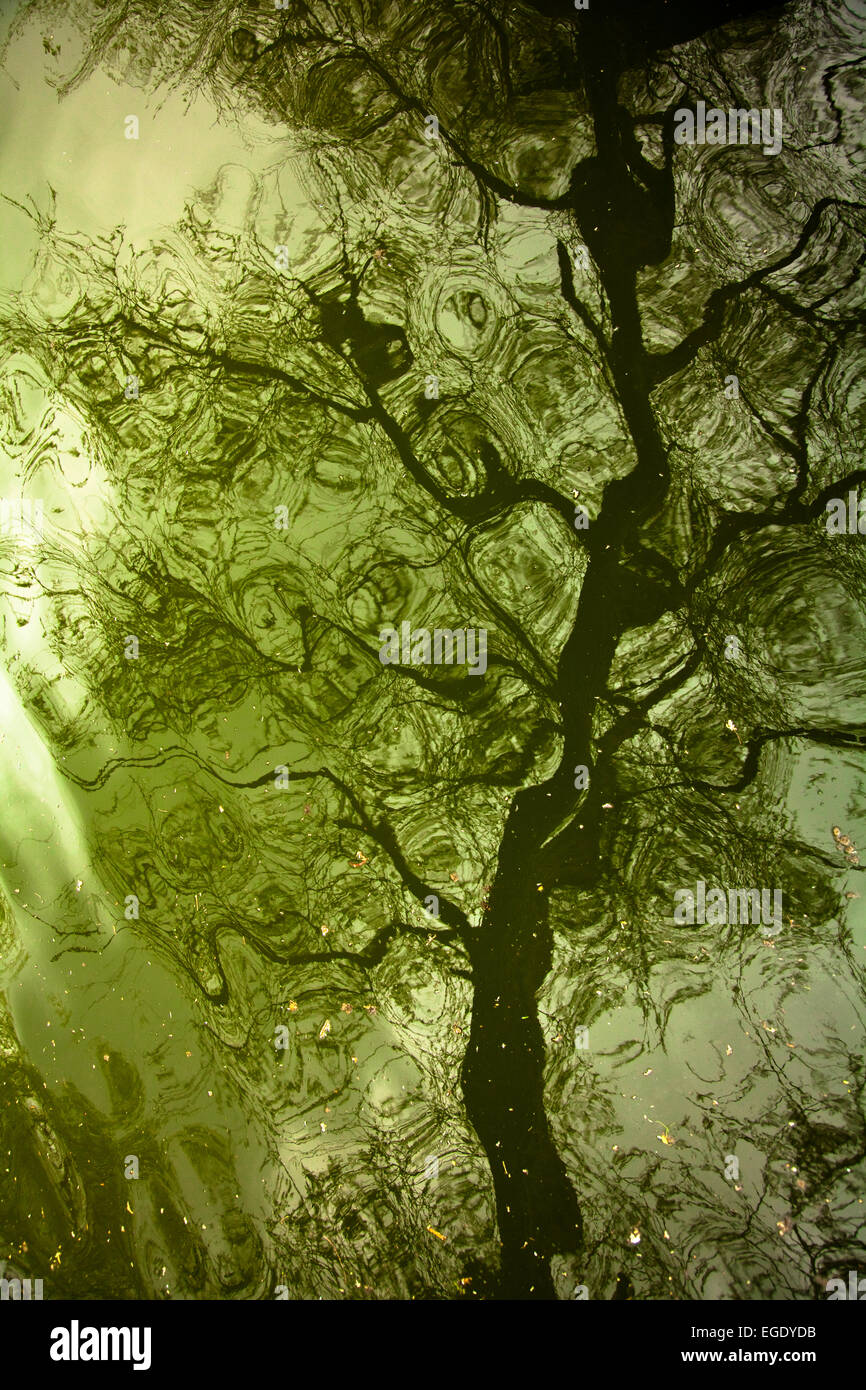 Green tree river reflection Stock Photo