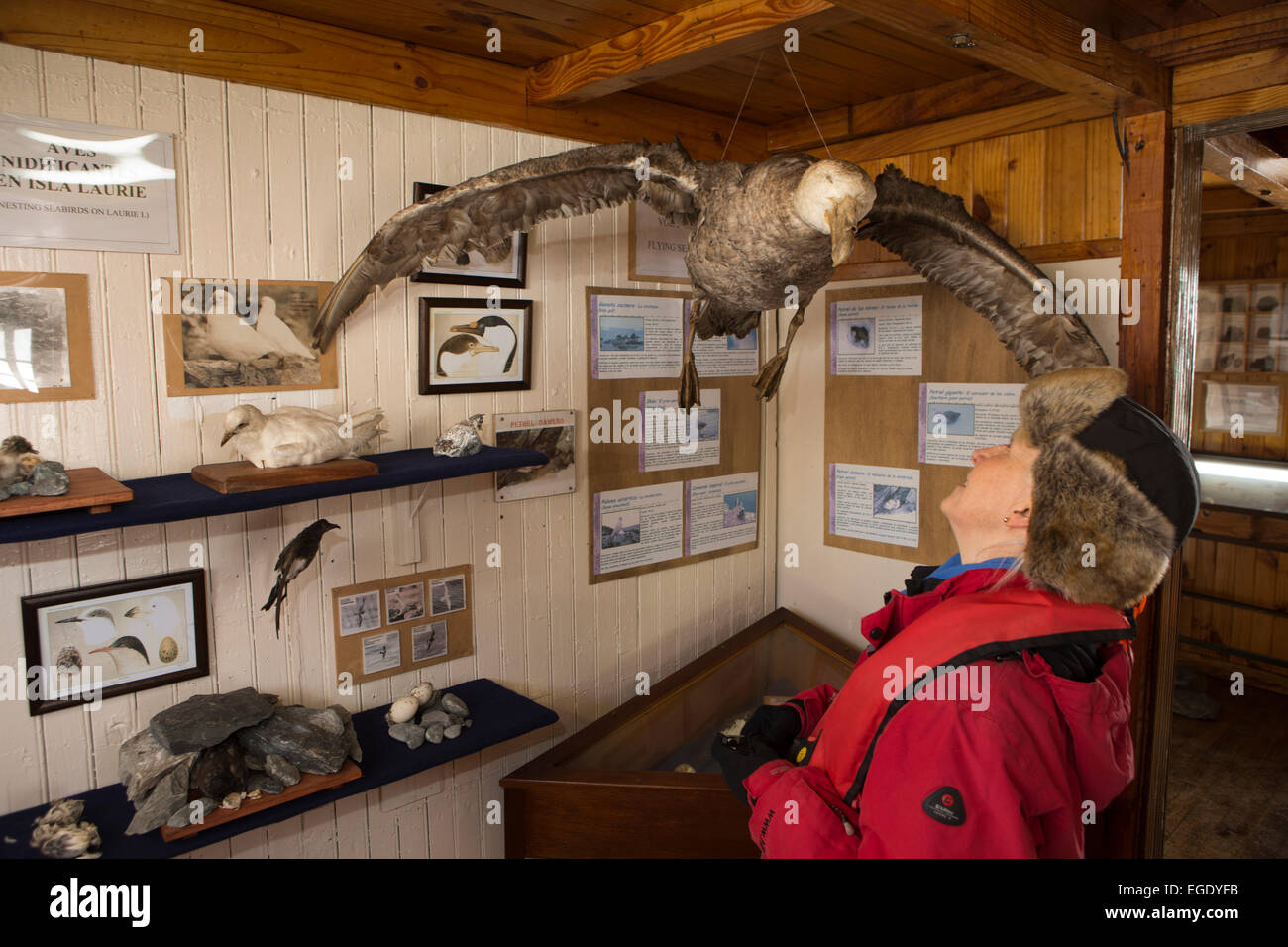 South Orkney Islands, Laurie Island, Orcadas base museum, badly stuffed birds Stock Photo