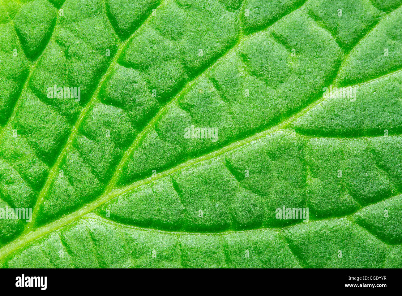 green leaf background texture, macro Stock Photo