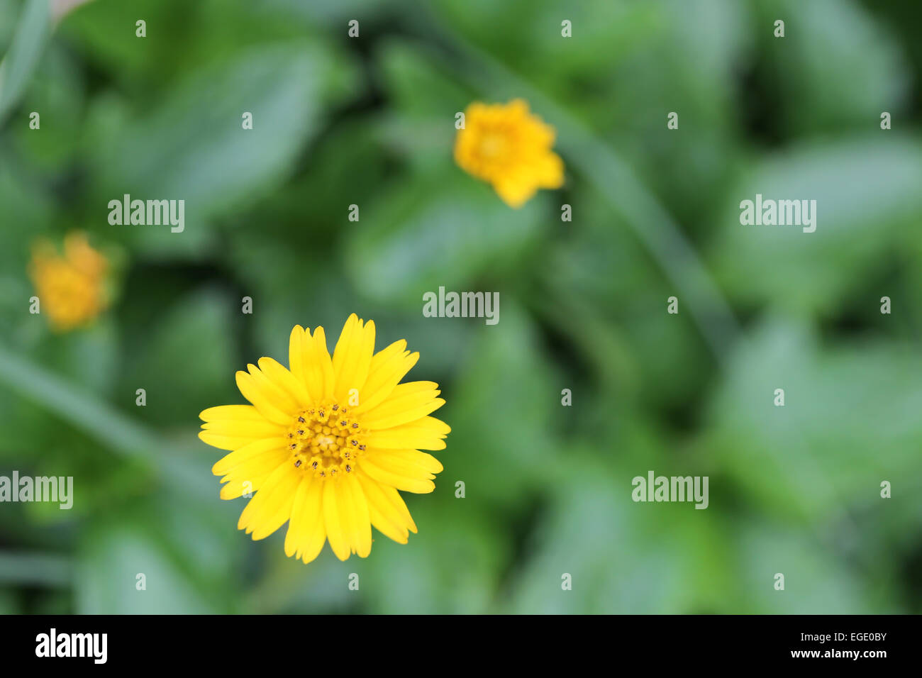 Yellow flowers on a backdrop of green foliage in the garden. Stock Photo