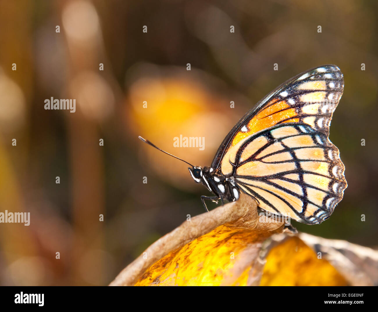 Beautiful Viceroy butterfly resting on a yellow fall leaf Stock Photo