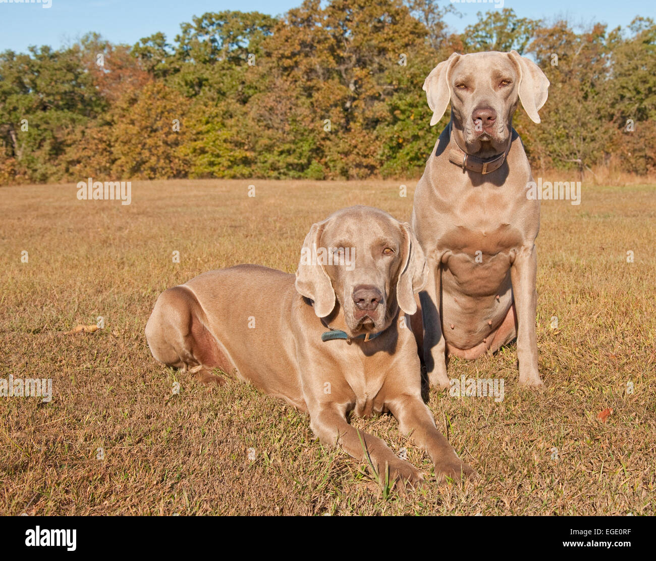 Two beautiful Weimaraner dogs against muted fall color background Stock Photo