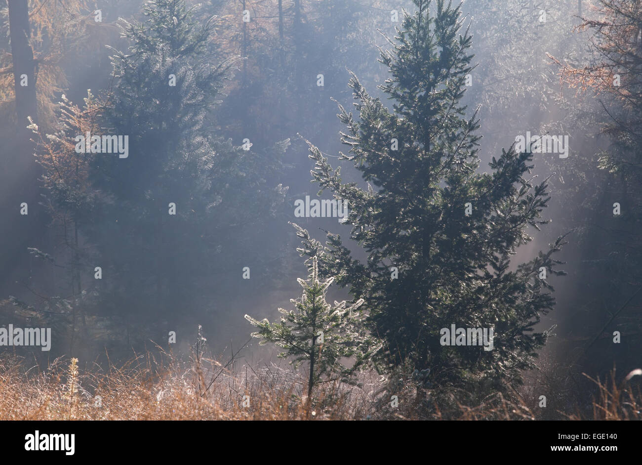 gold sunbeams in autumn coniferous forest Stock Photo - Alamy