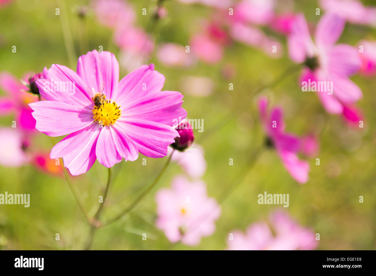 Field cosmos flower hi-res stock photography and images - Alamy