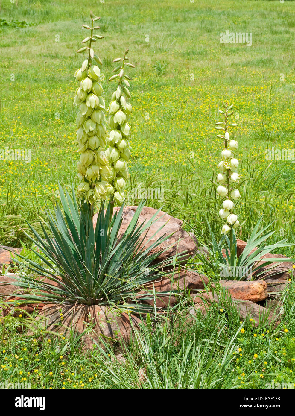 Plains Yucca blooming with large bell shaped flowers in a small rock garden Stock Photo