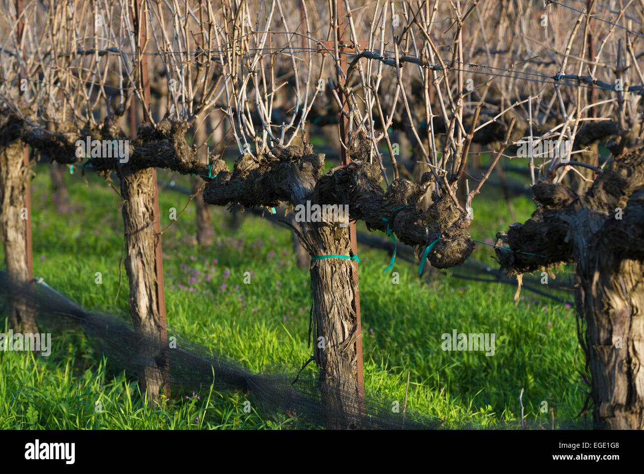 A vineyard with no leafs in California to show the vine and the branches clearly Stock Photo