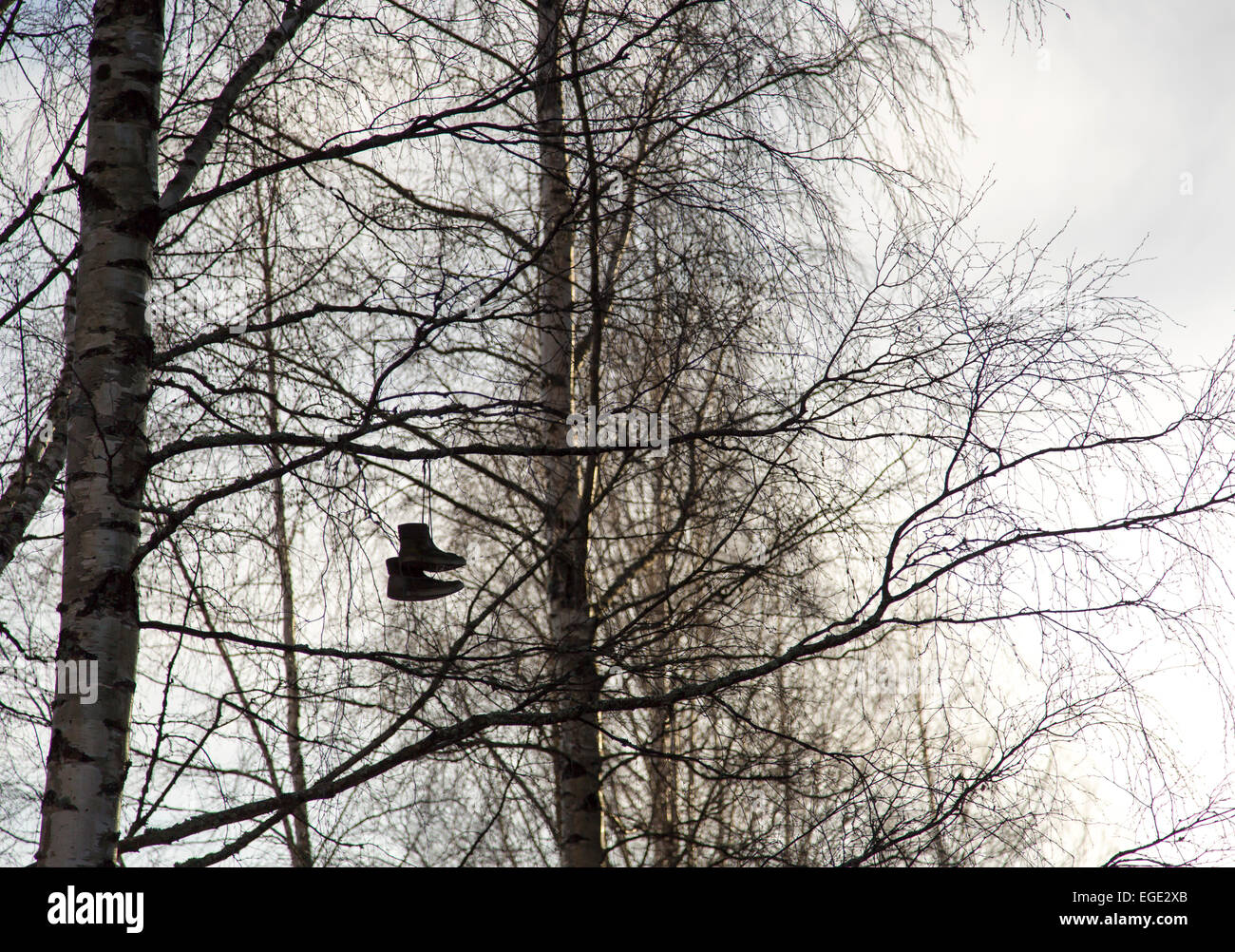 Shoes Hanging in Tree Stock Photo Alamy