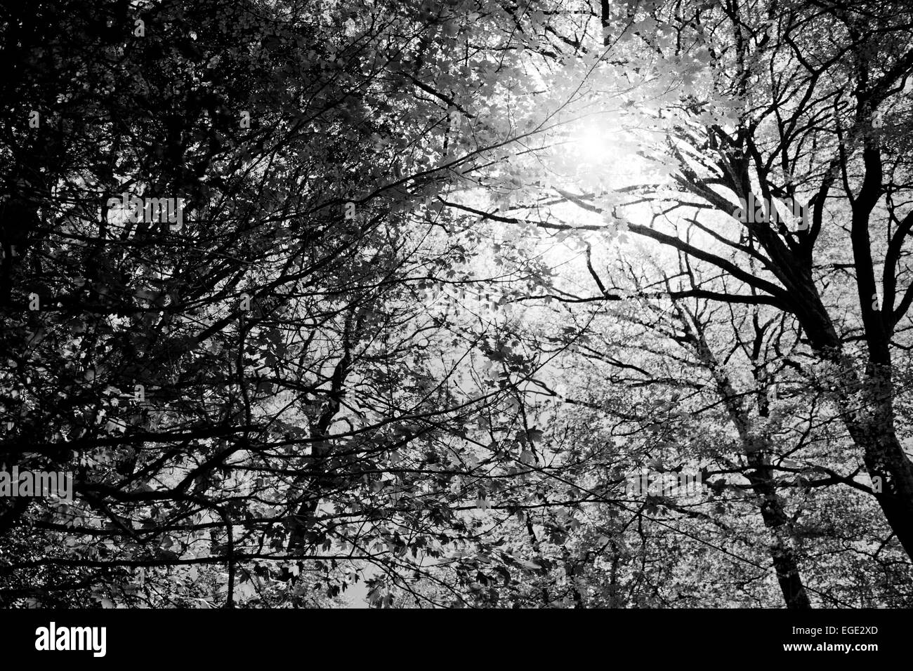 Sunlight through the tree canopy Stock Photo