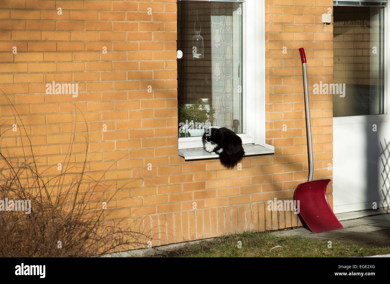 Black Cat in Window Stock Photo