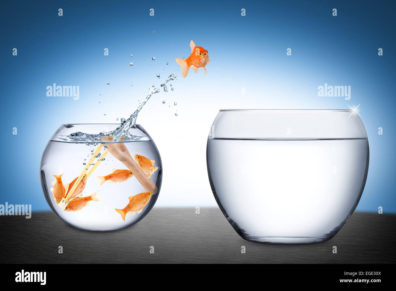 fishes in a slingshot teamwork concept Stock Photo