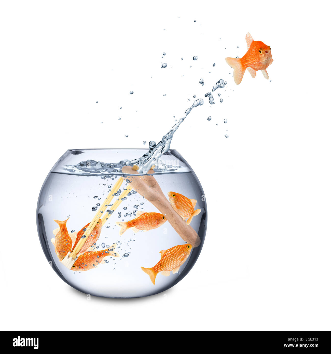 fishes in a slingshot teamwork concept Stock Photo