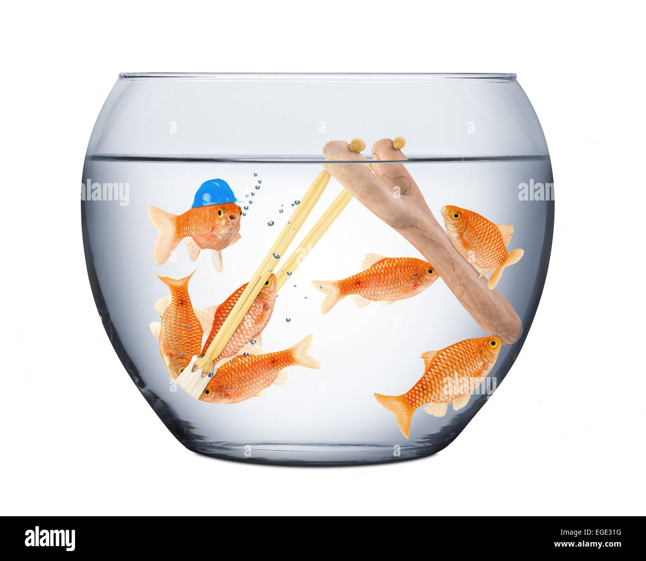 fishes in a slingshot teamwork concept Stock Photo