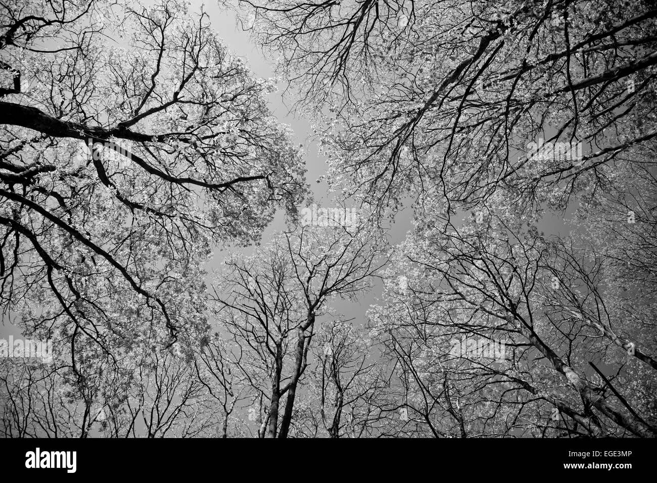 Sessile Oak tree canopy, black and white Stock Photo