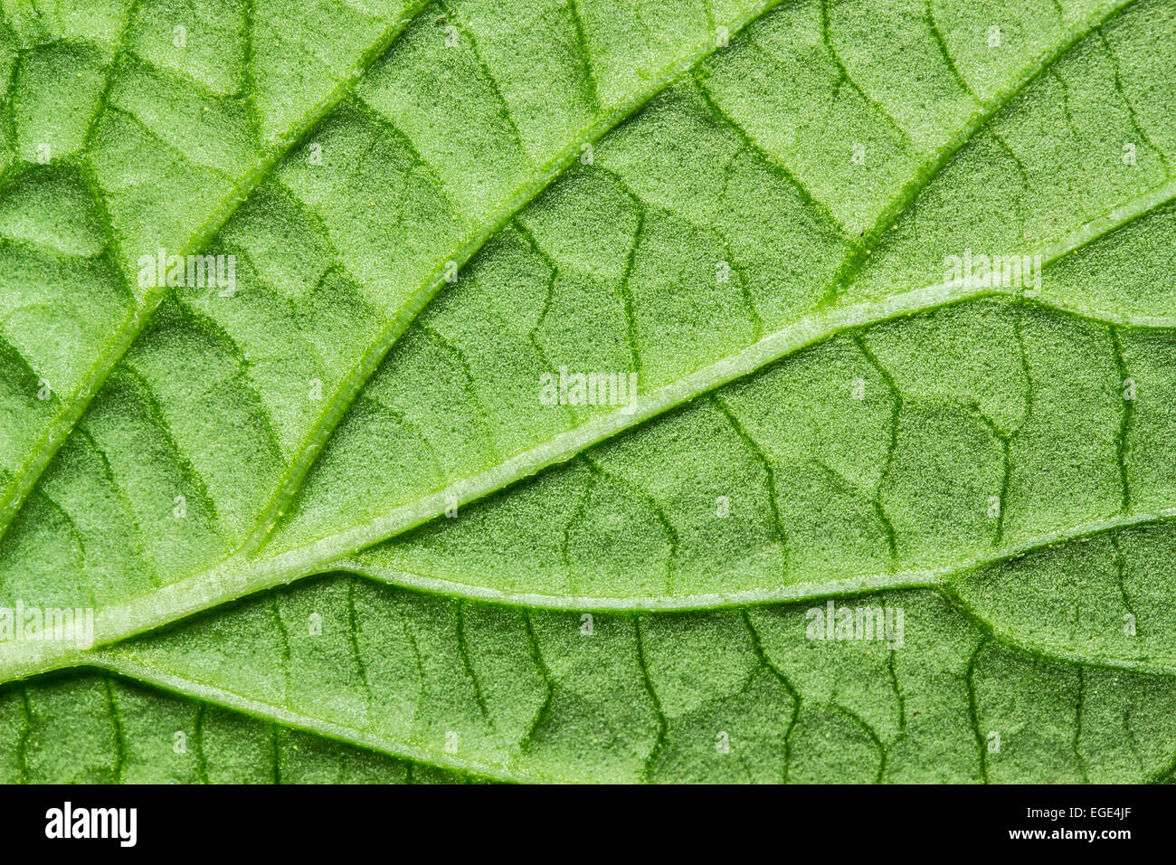 green leaf background texture macro Stock Photo - Alamy