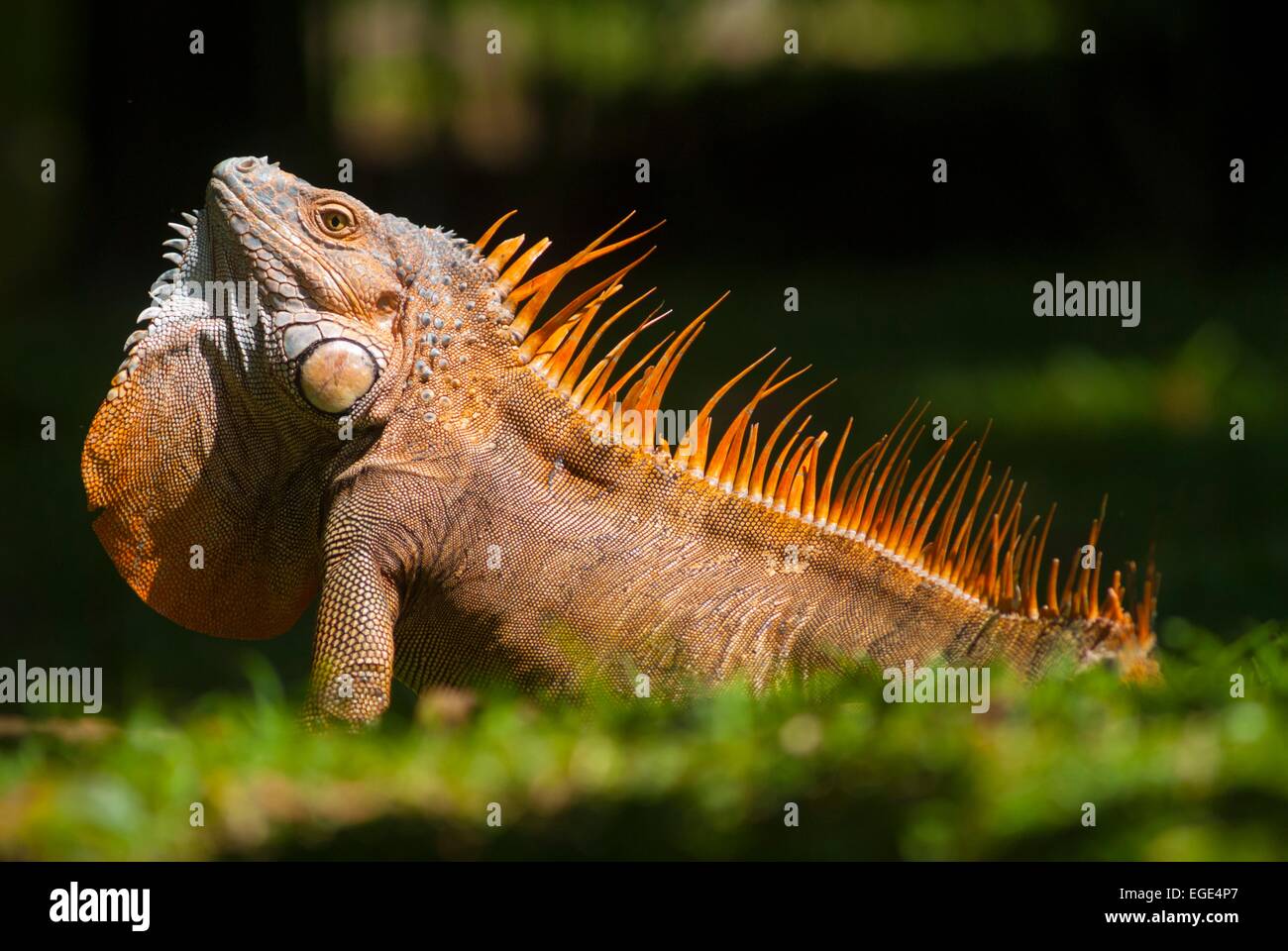 Photo inspiration: Visual Reference: Costa Rica National Park Of Tortuguero Green Male Iguana Iguana