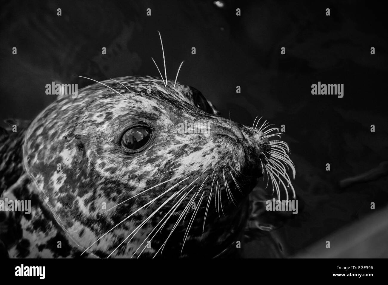 Sea creatures Black and White Stock Photos & Images - Alamy