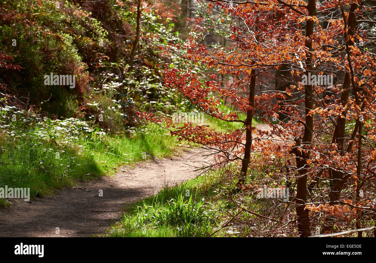 English woodland path, trail in the springtime Stock Photo - Alamy
