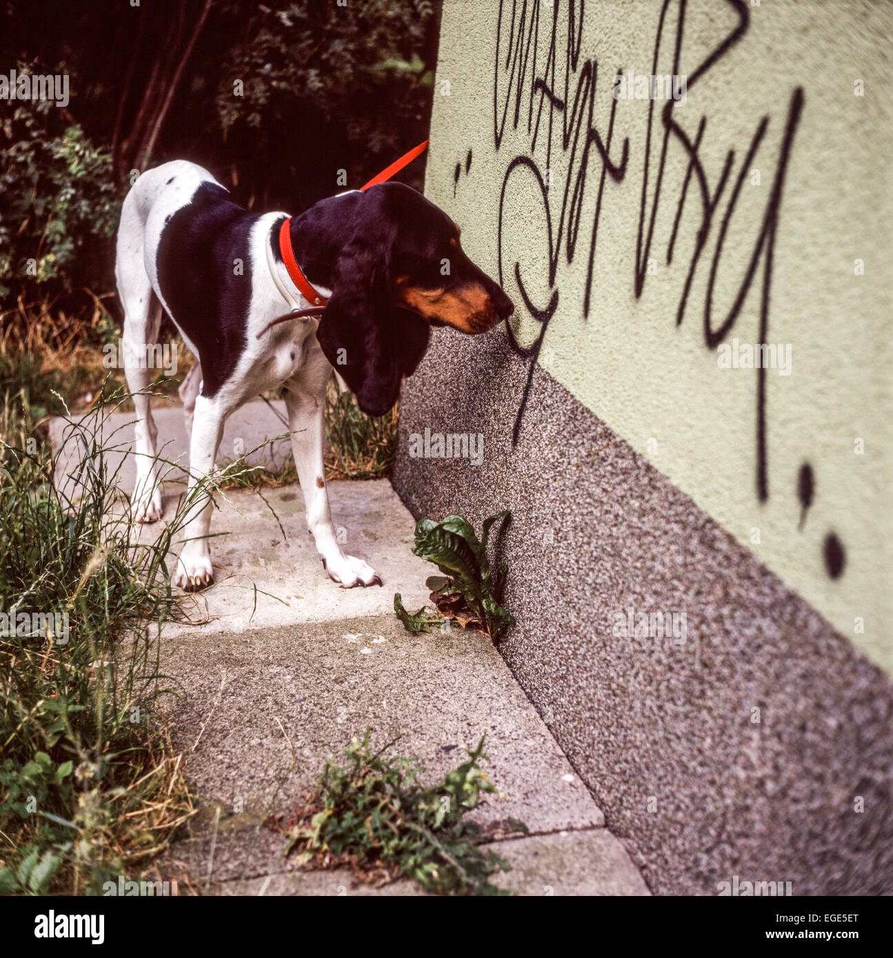 Animal marking territory, dog sniffing Animal behavior Stock Photo