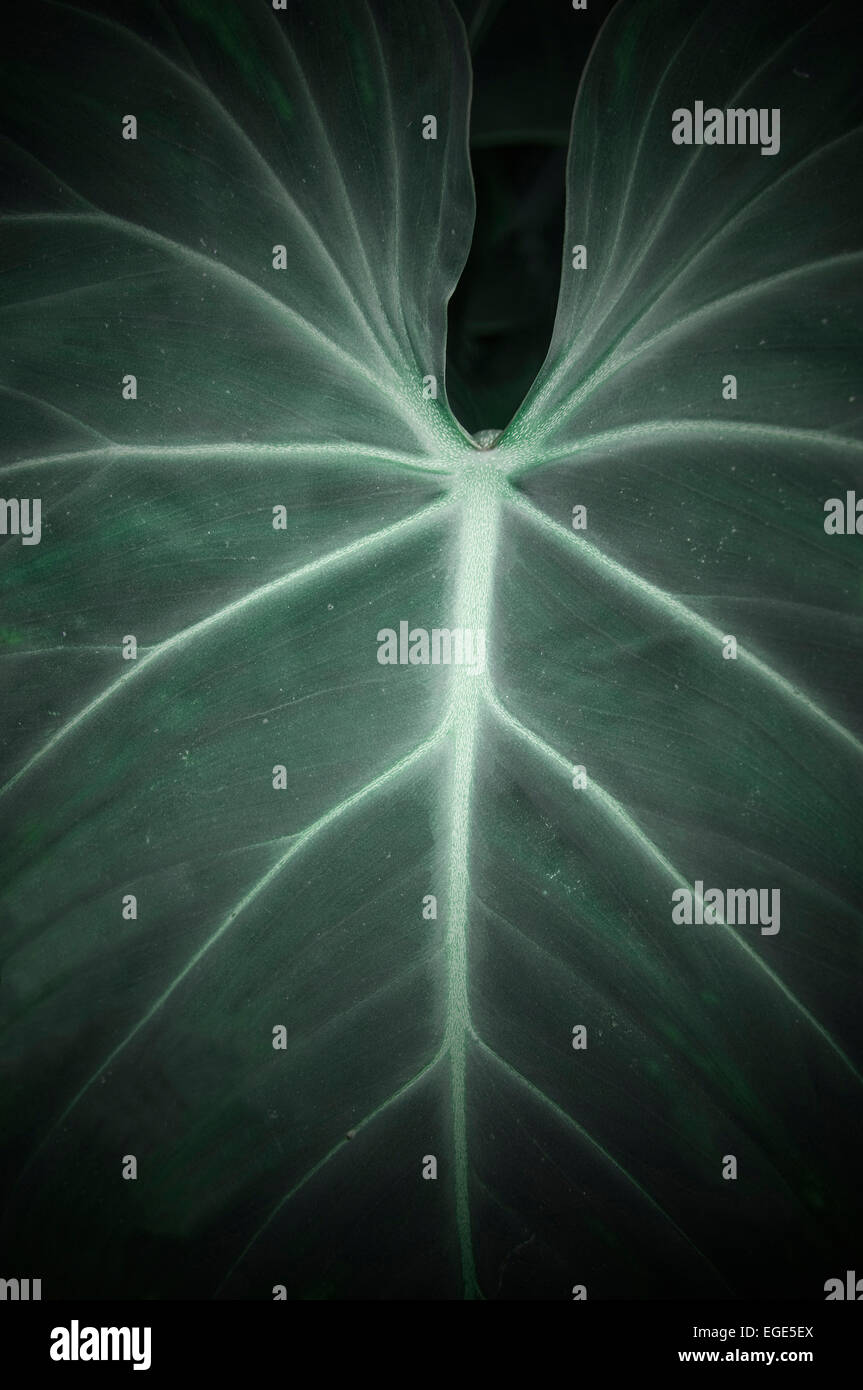 Veins on a leaf. Stock Photo