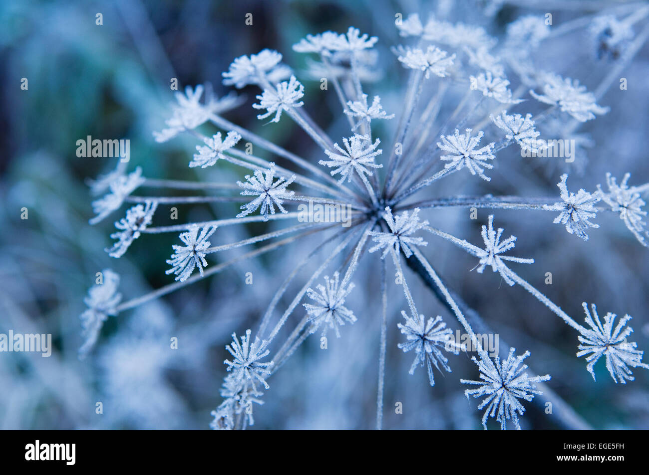 Heavy frost on an Umbellifer plant. Stock Photo