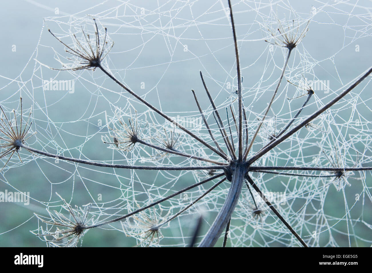 Delicate cobweb in the frost, on an umbellifer plant. Stock Photo