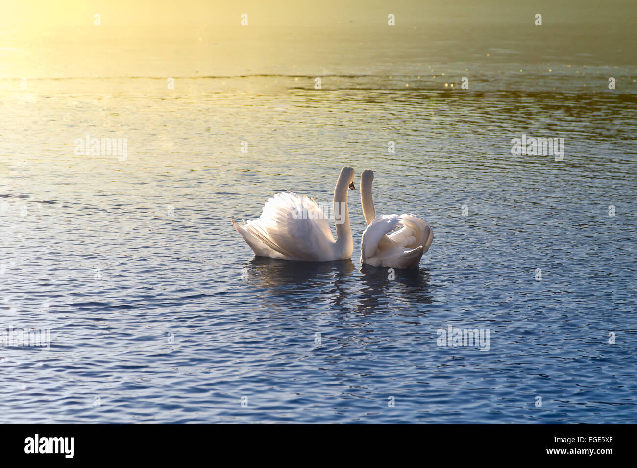 Two swans looking at the sunset together Stock Photo