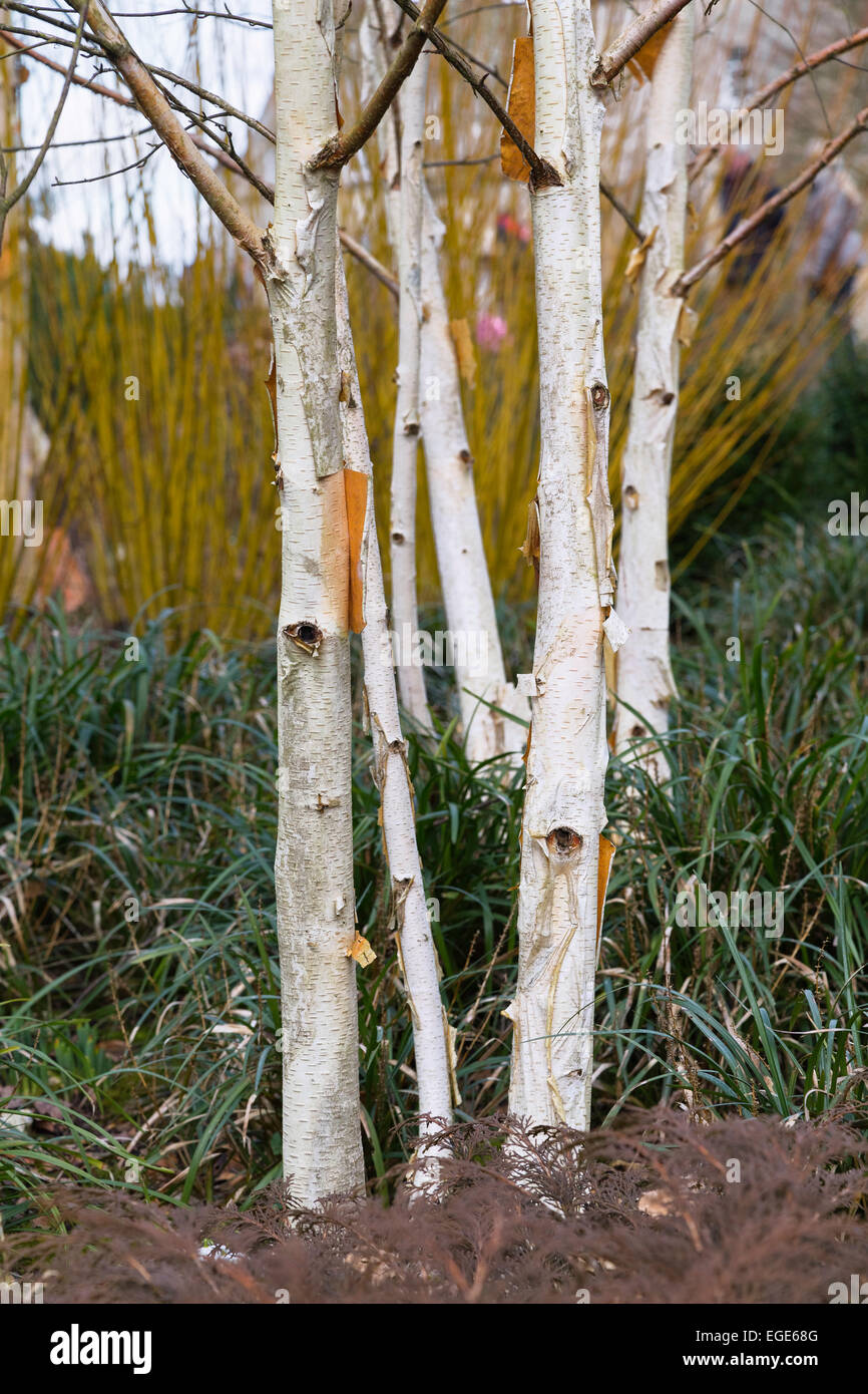 Young Paper Birch trees planted in garden ready for Spring. The trees are surrounded by other garden plants. Stock Photo