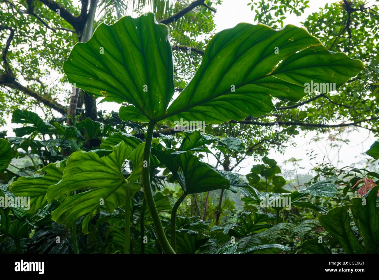 Costa Rica. Tenorio, National park Volcan Tenorio, rainforest // Costa