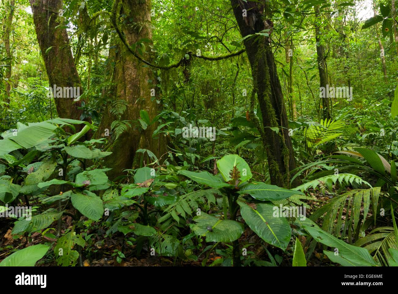 Costa Rica. Tenorio, National park Volcan Tenorio, // Costa Rica
