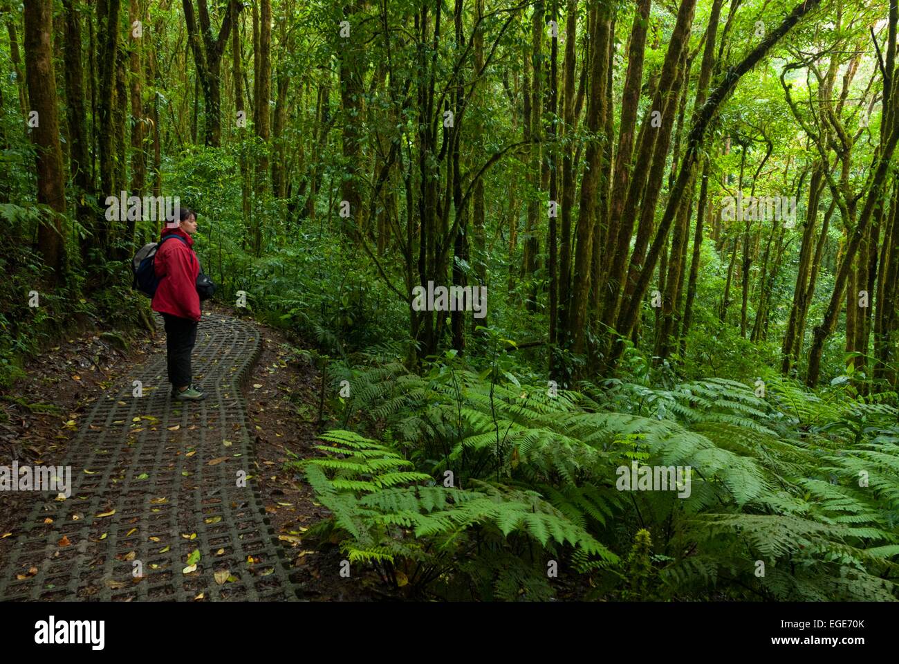 Costa Rica. Montverde, Biologic reserve Bosque Nuboso, pathway in rainforest // Costa Rica. Montverde, Réserve biologique Bosque Stock Photo