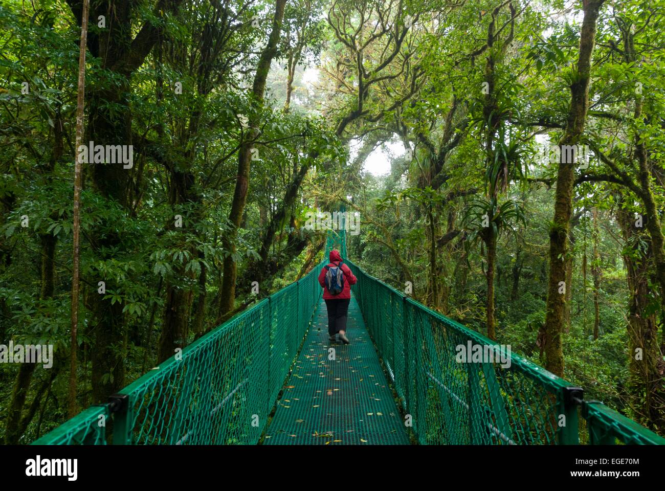 Costa Rica. Montverde, Biologic reserve Bosque Nuboso, footbridge in canopy // Costa Rica. Montverde, Réserve biologique Bosque  Stock Photo