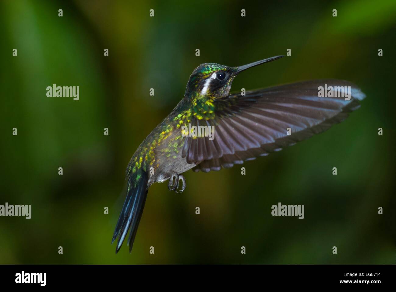 Costa Rica. Montverde, Biologic reserve Bosque Nuboso, white-throated mountaingem hummingbird (lampornis castaneoventris) // Cos Stock Photo