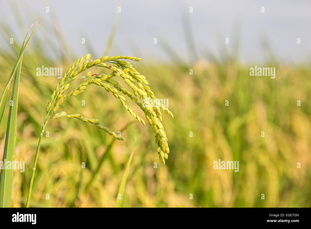 Ripe rice field hi-res stock photography and images - Alamy