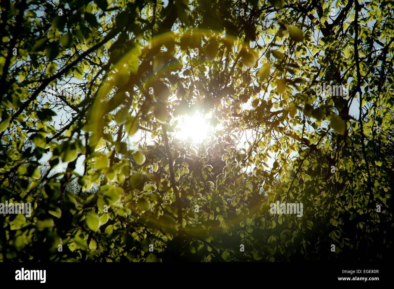 Solar halo through green lit leaves. Woodland. Stock Photo