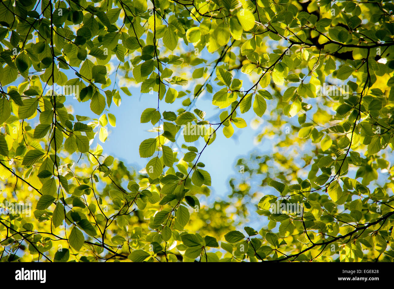 Beech tree canopy hires stock photography and images Alamy