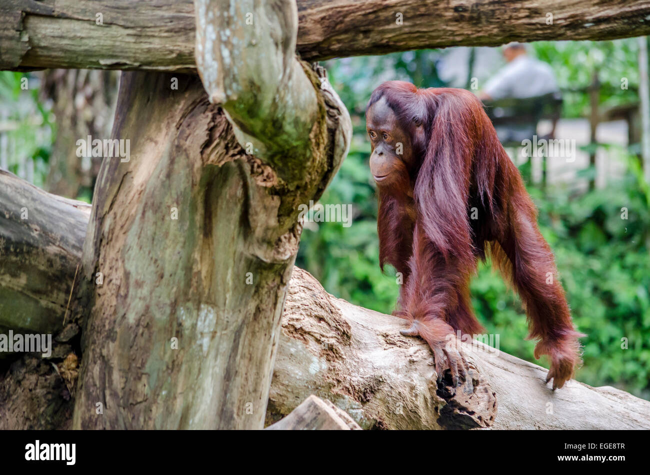 Young orangutan in a zoo walking on a trunk Stock Photo