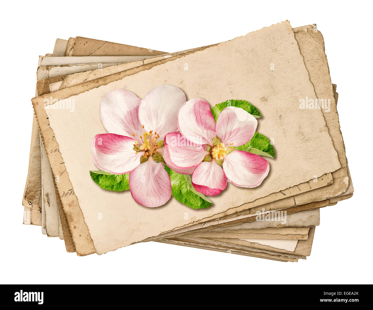 Vintage postcards with apple tree blossom isolated on white background