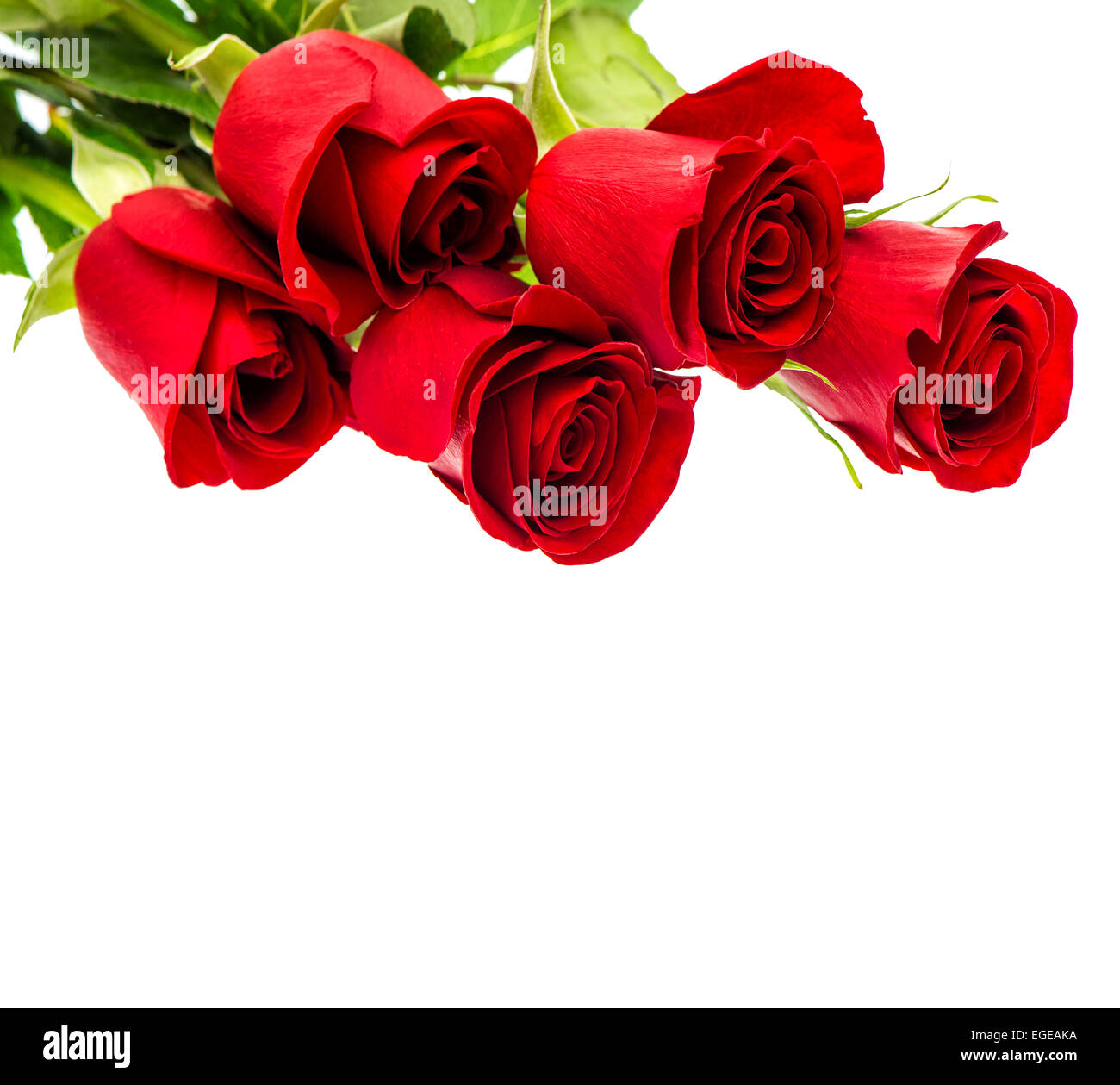 Red roses isolated on white background. Bouquet of fresh flowers Stock ...