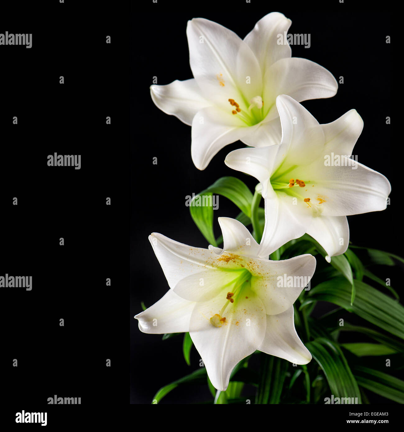 White lily flowers bouquet on black background. Condolence card concept Stock Photo