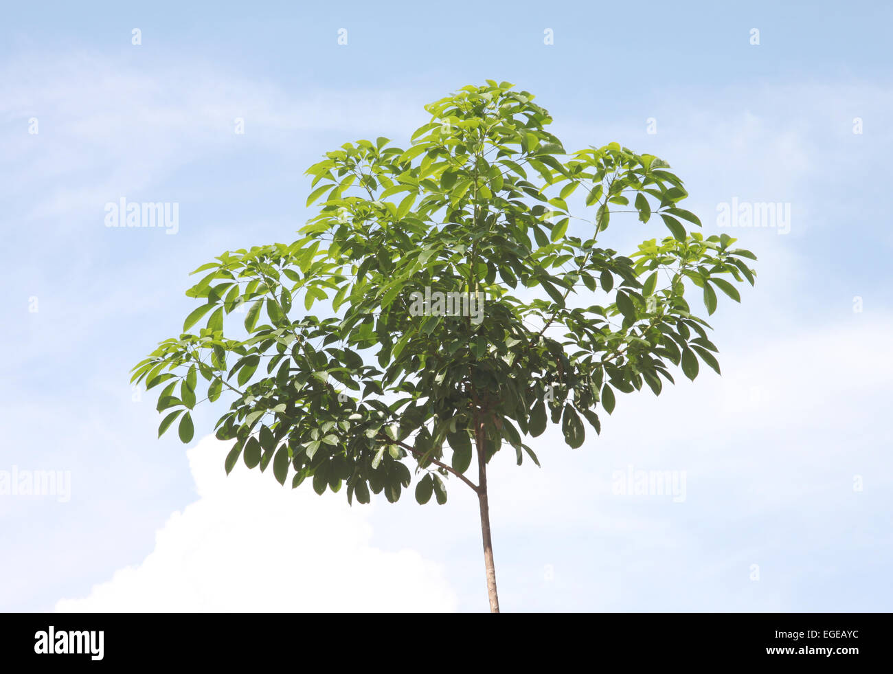 Green trees on blue sky background. Stock Photo