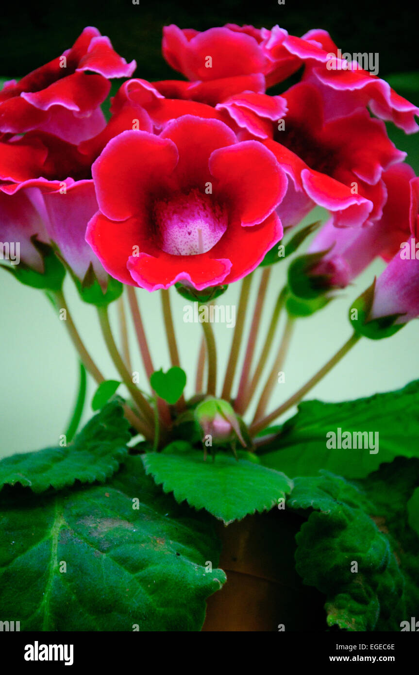 Holy land flowers hi-res stock photography and images - Alamy