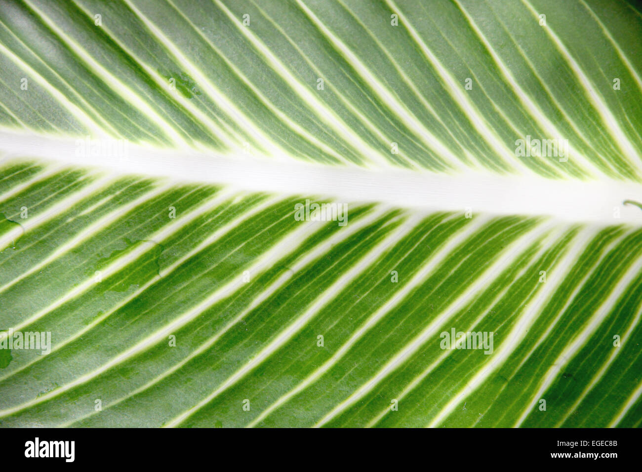 Pattern of green leaves in the garden for natural background Stock ...